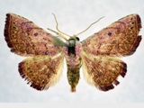 Eublemma pyrochroa
